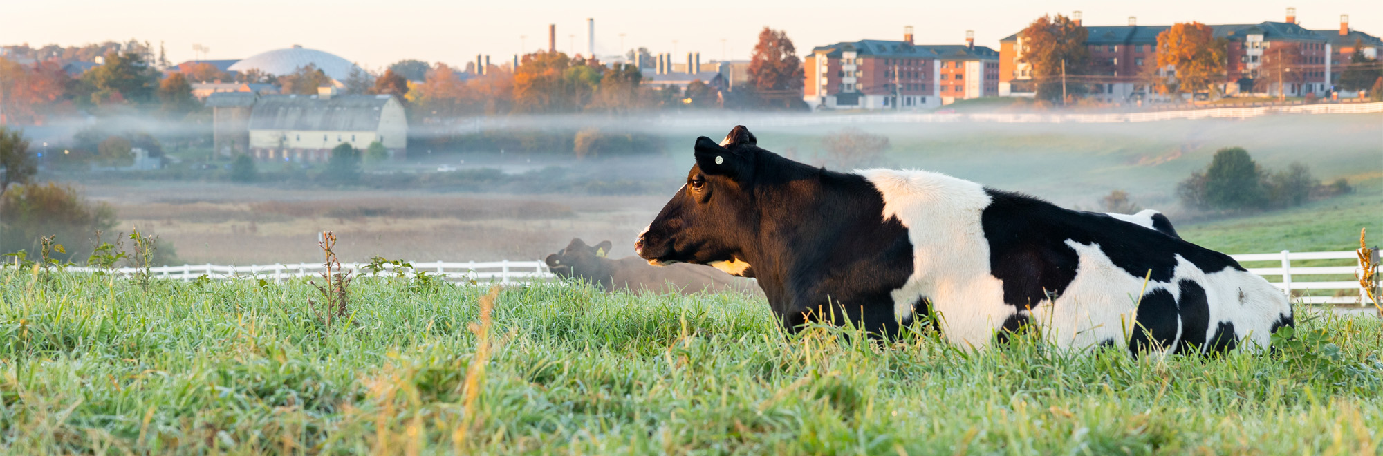 Cow sits on Horsebarn Hill at sunrise amongst the fall foliage